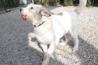 Henry sucht eine liebevolle Familie mit viel Hundeerfahrung