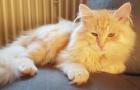 Sibirische Katzenkinder