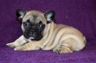 Französische Bulldogge mit Stammbaum