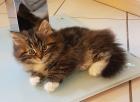 Sibirische Katzenkinder von Sibirientaigas